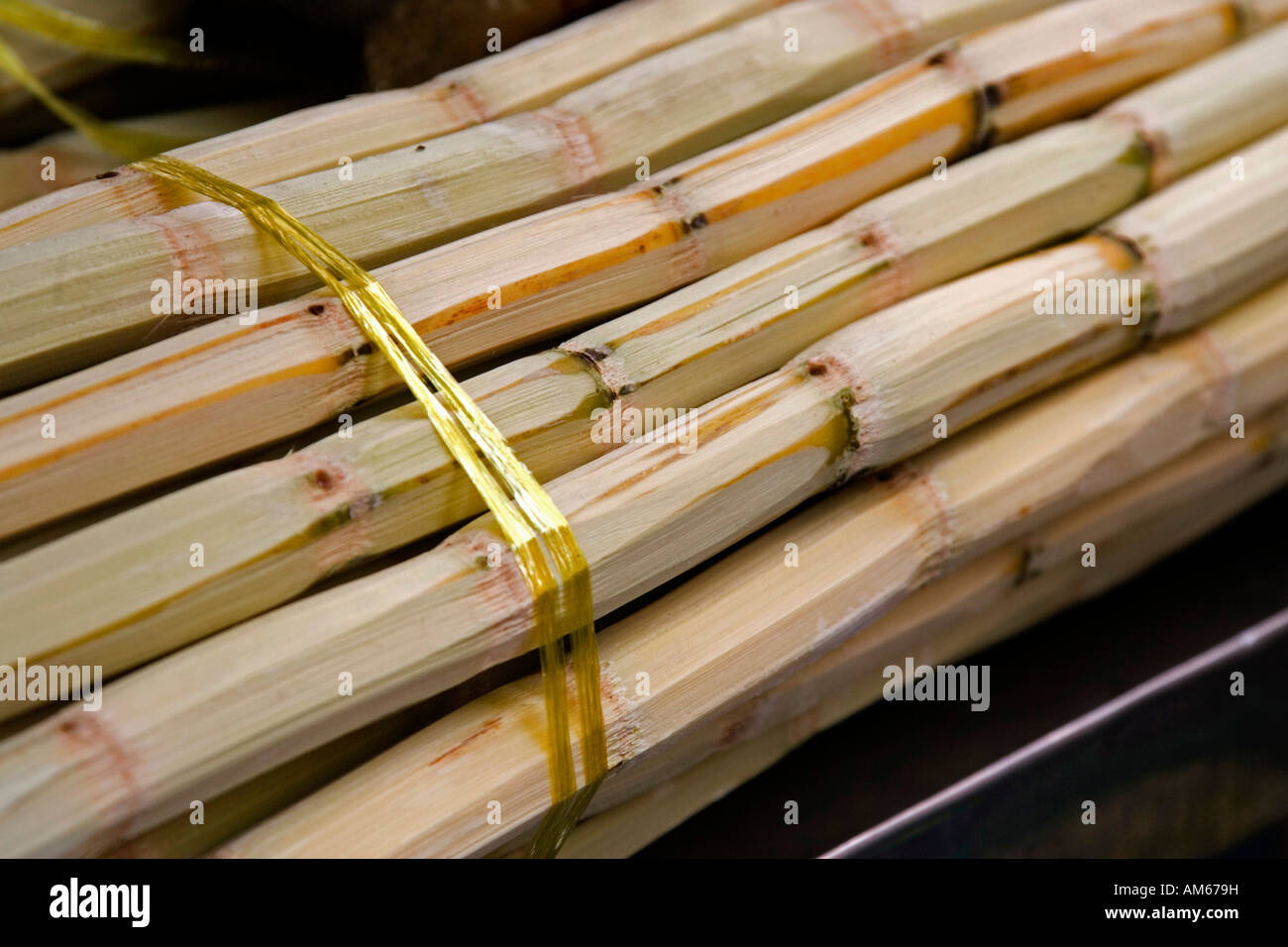 Sugarcane (Saccharum officinarum) Stock Photo