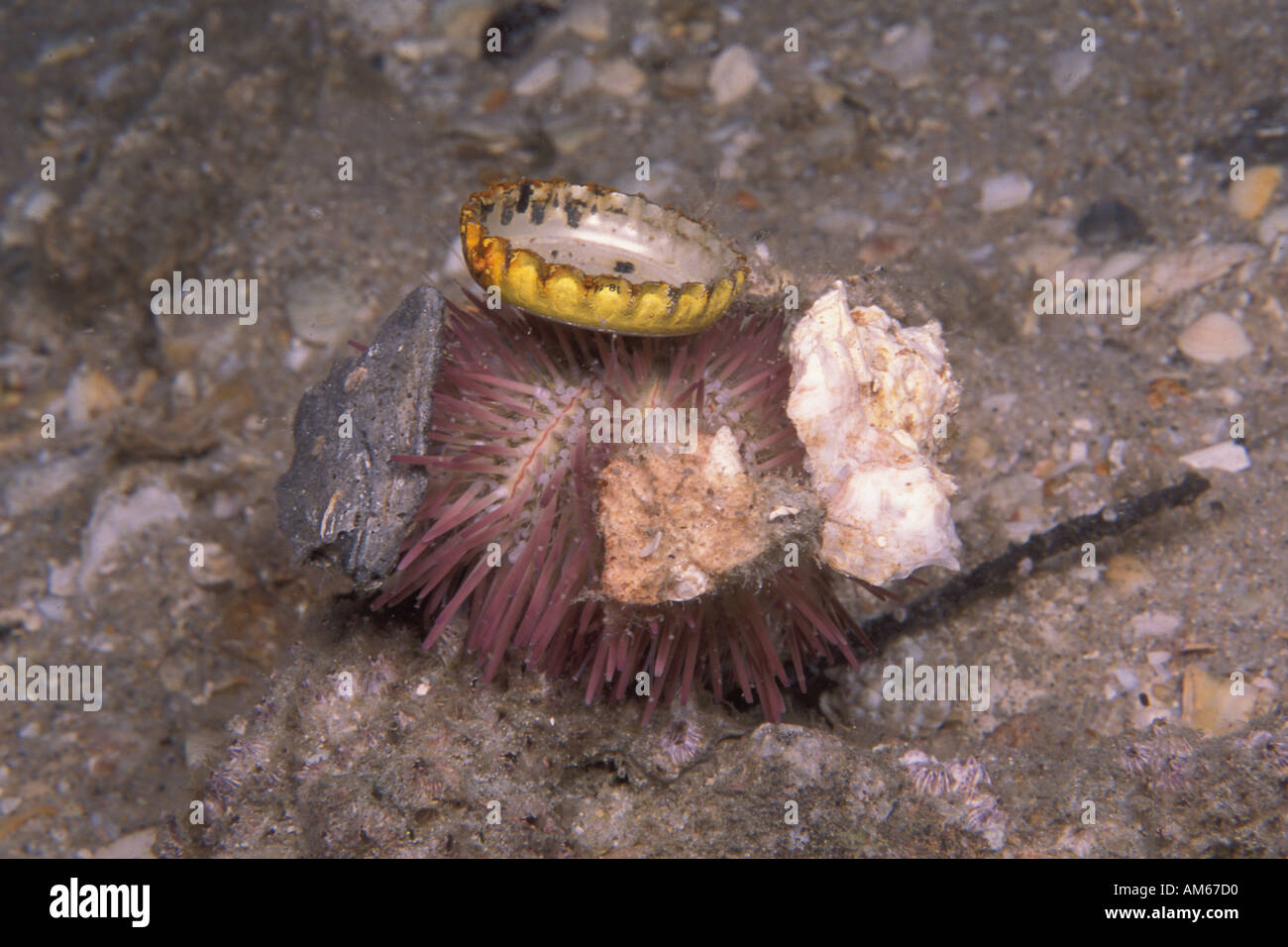 Variegated Urchin Lytechinus variegatus with debris Stock Photo