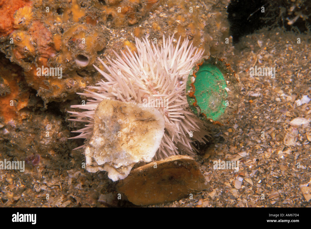 Variegated Urchin Lytechinus variegatus with debris Stock Photo
