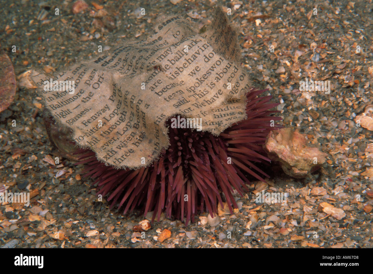 Variegated Urchin Lytechinus variegatus using newspaper as protection Stock Photo
