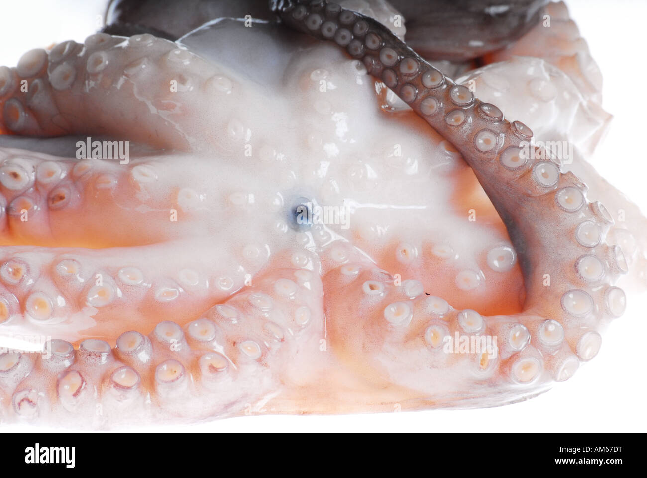 Acetabulums hires stock photography and images Alamy