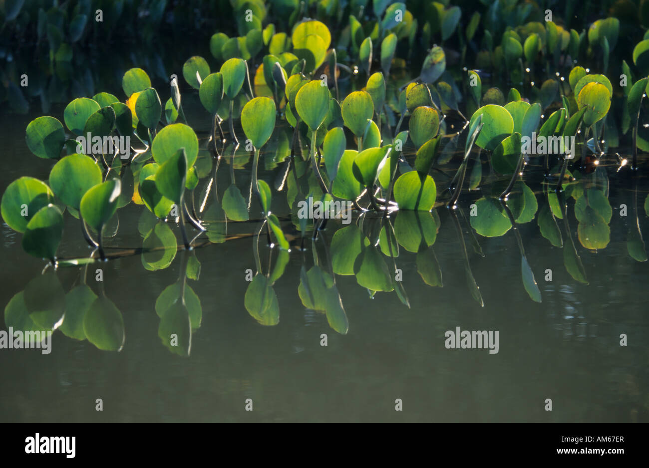 Common Water Hyacinth (Eichhornia crassipes) Pantanal, Brazil, South America Stock Photo