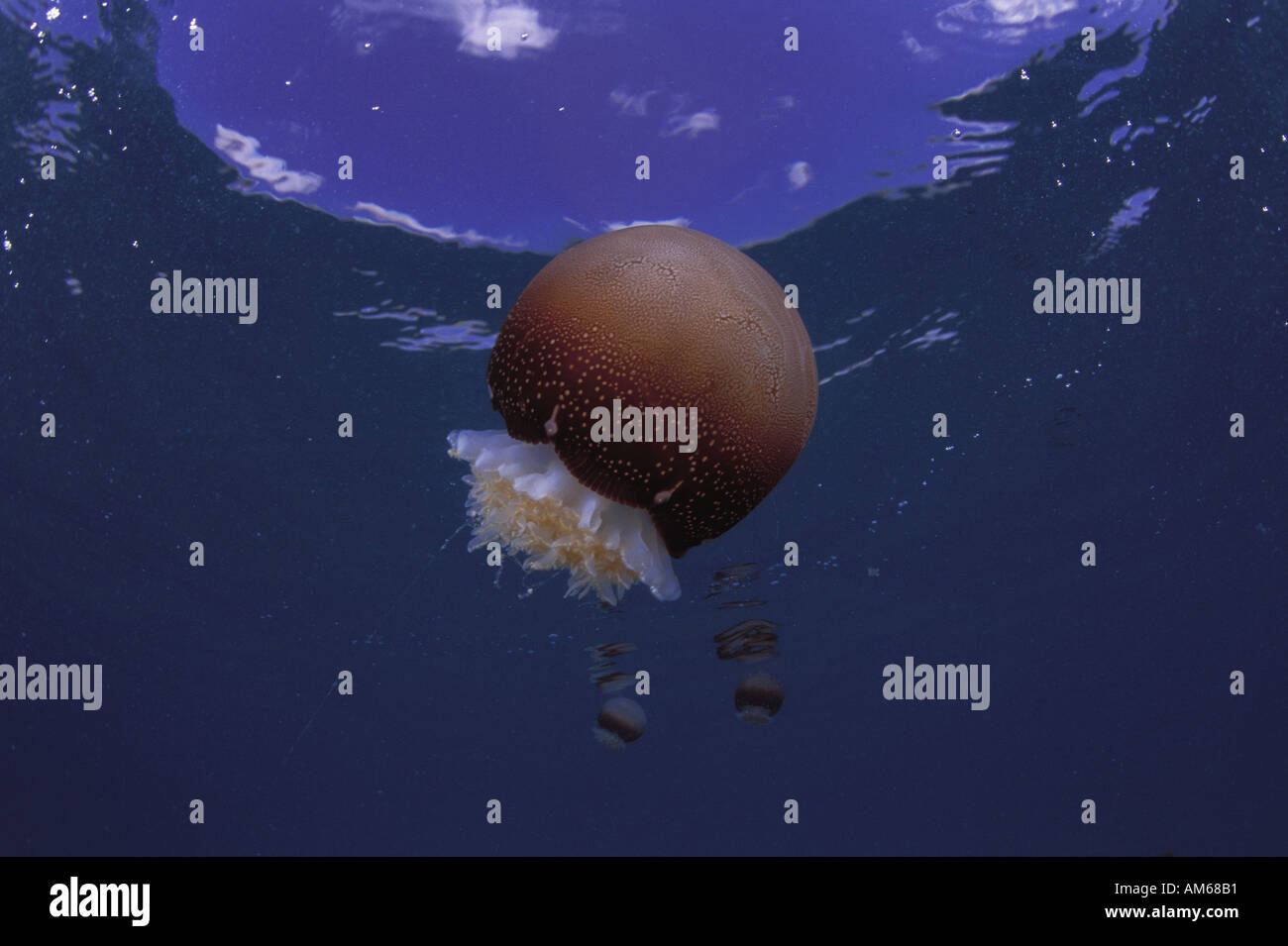 Cannonball jellyfish florida hires stock photography and images Alamy