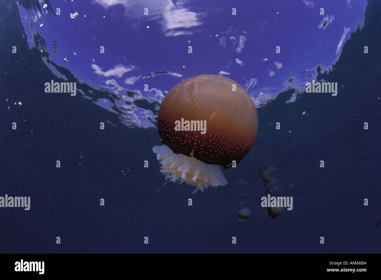 Cannonball jellyfish florida hires stock photography and images Alamy