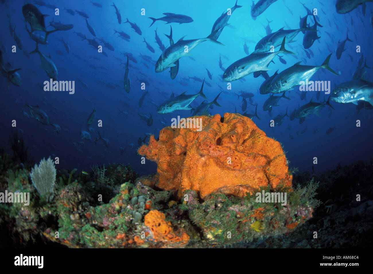 Crevalle Jacks High Resolution Stock Photography and Images - Alamy