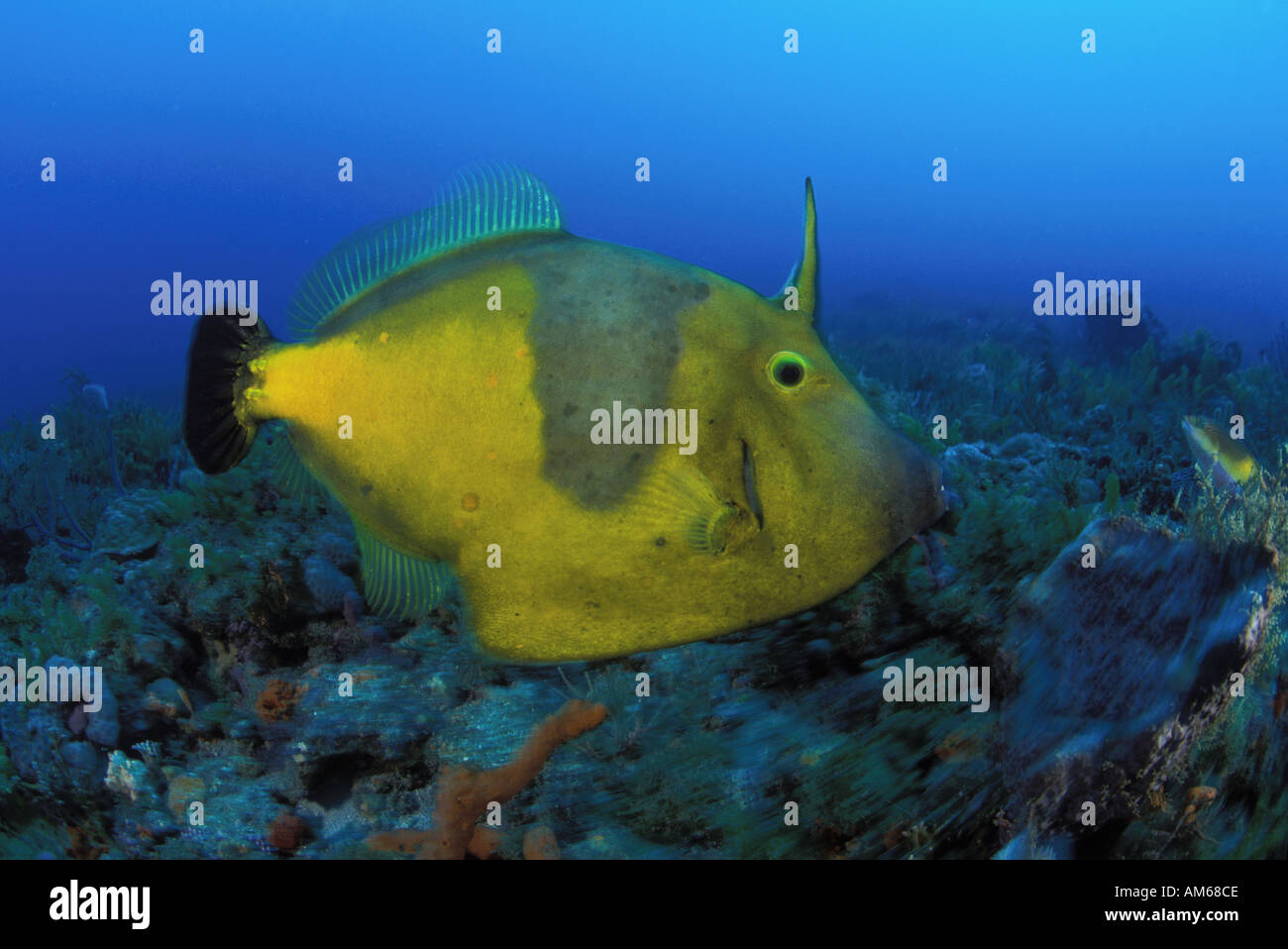Whitespotted Filefish Cantherhines macrocerus in motion Stock Photo