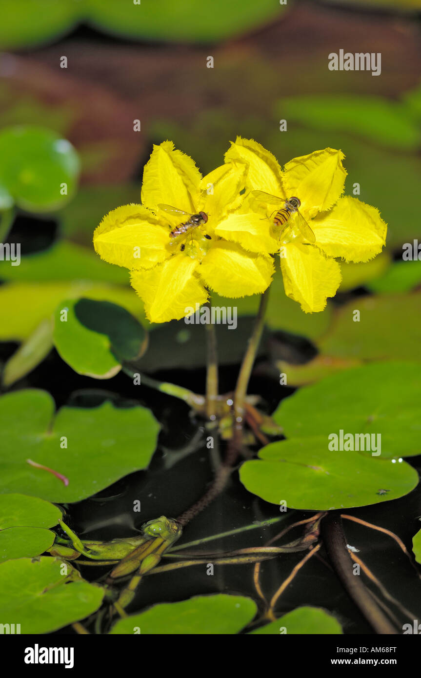 Nymphoides Peltata Water Fringe aquatic plant, flowers being pollinated by hover flies Stock Photo
