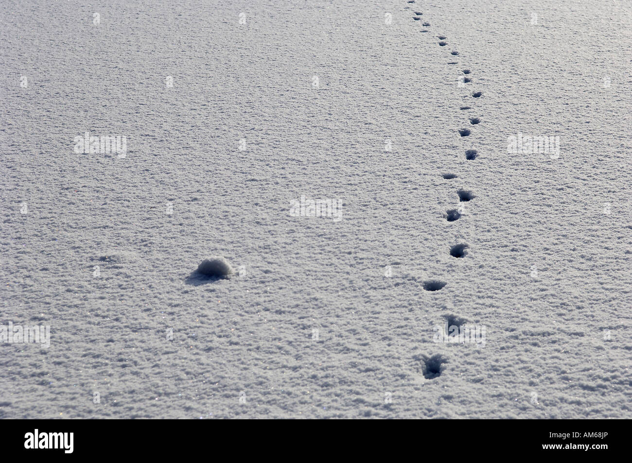 Tracks in snow Stock Photo - Alamy