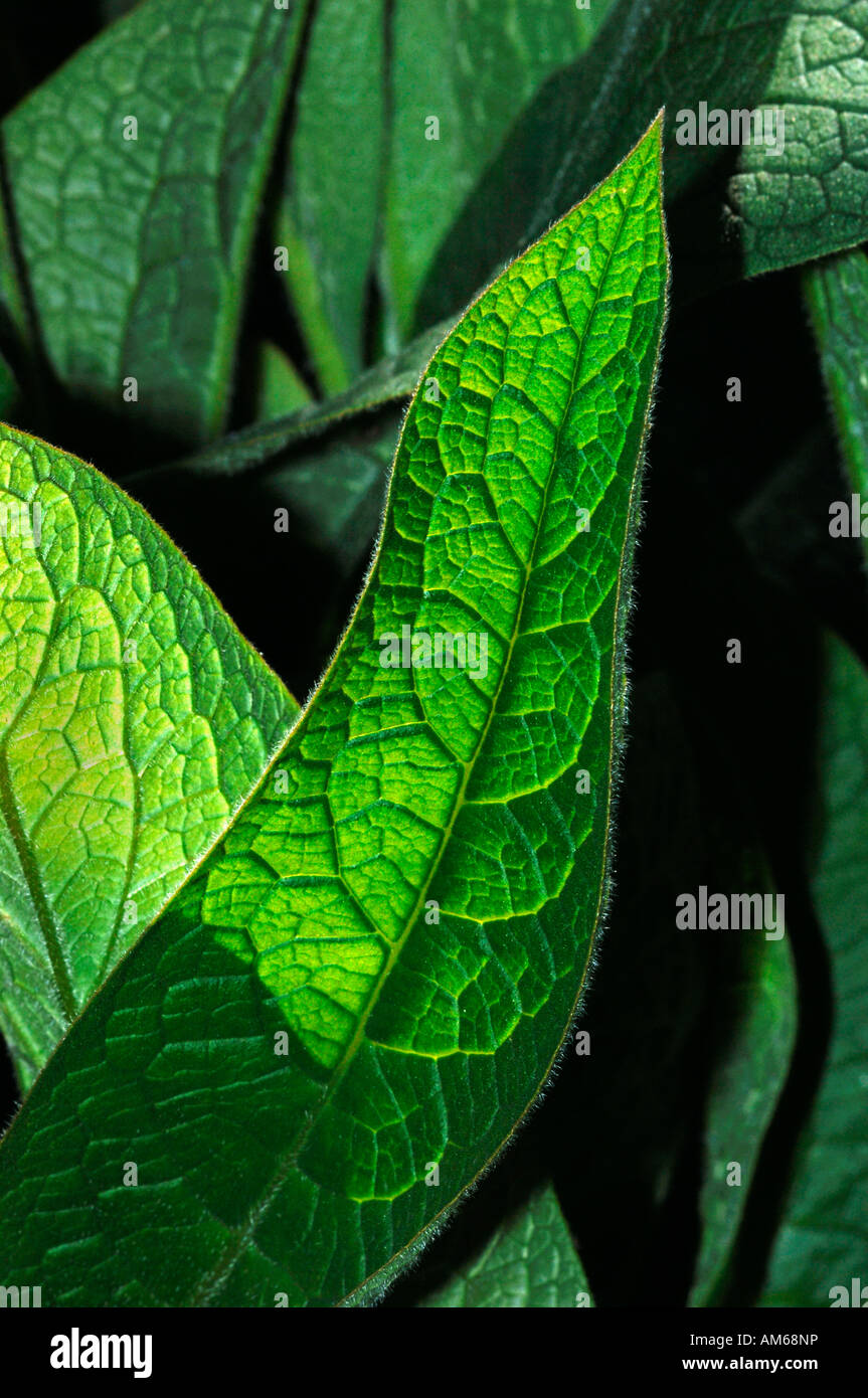 Comfrey Symphytum Officinalis Backlite Green Leaves. Stock Photo