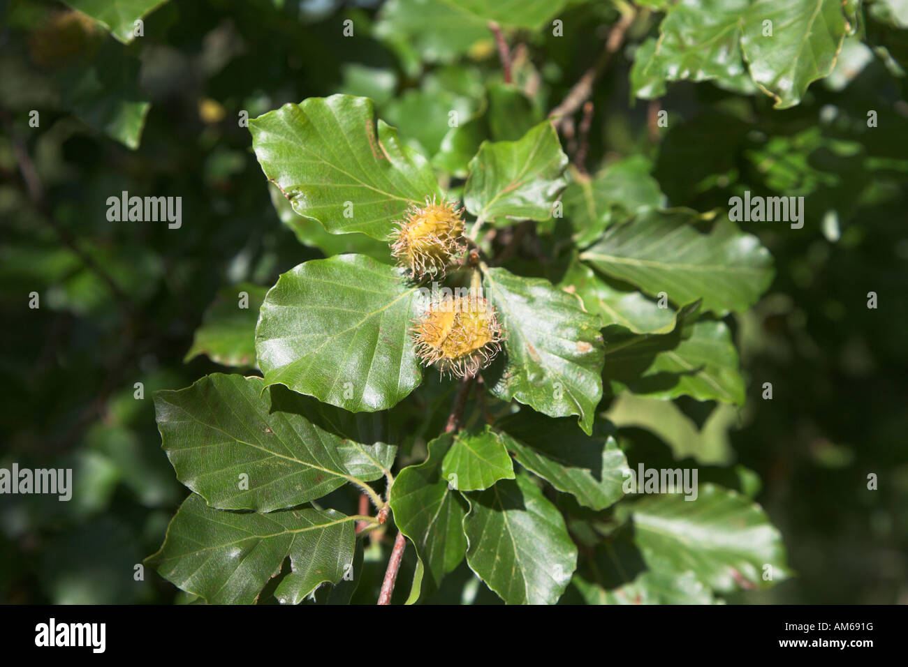 Beech tree fagus sylvatica leaves and nuts close up Stock Photo