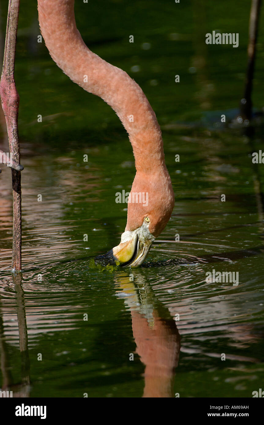 Flamingo Phoenicopterus ruber searching for plankton in the water Stock Photo