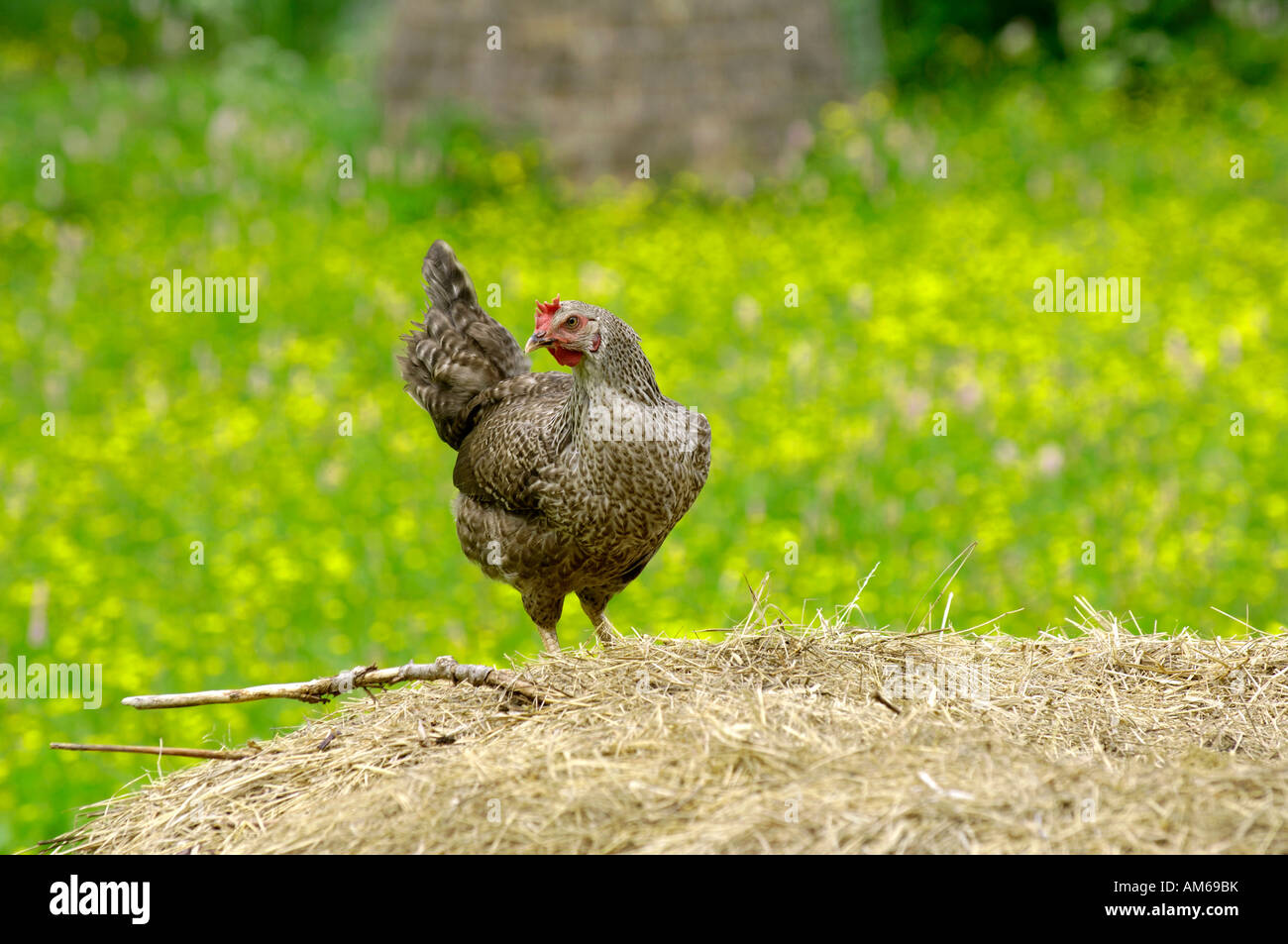 Hen on dungheap Stock Photo