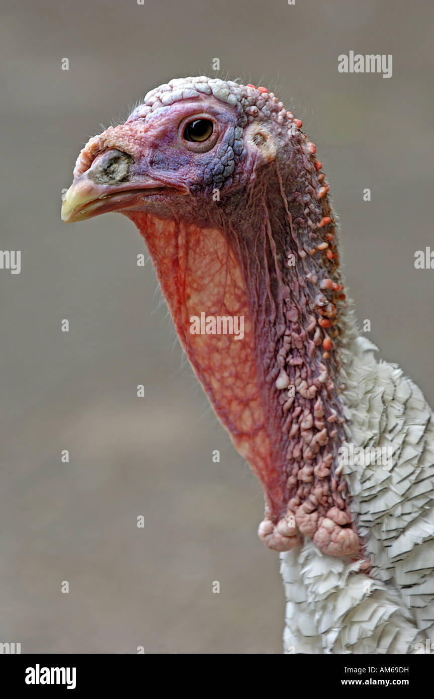Domestic turkey Stock Photo