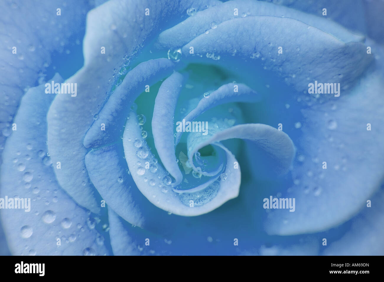 Blue Rose With Water Droplets Stock Photo Alamy