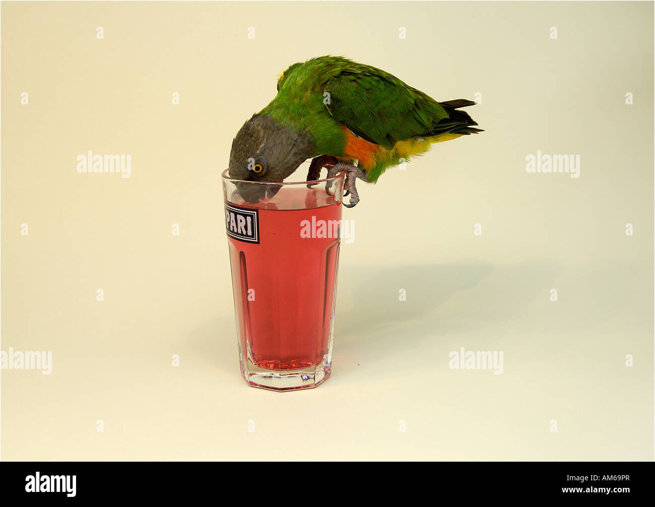Parrot Poicephalus senegalus is drinking campari Stock Photo