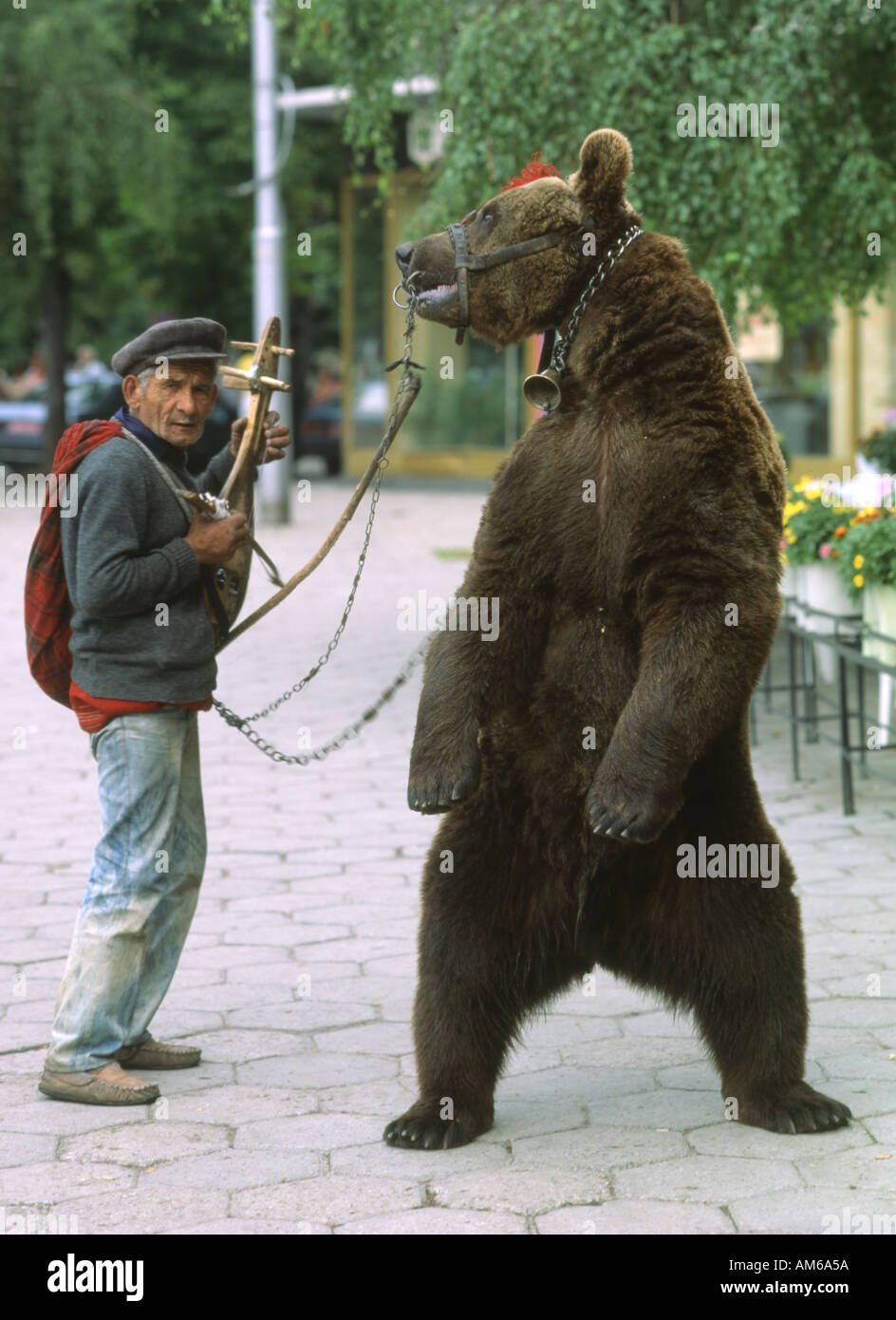 Bulgaria Bear in street Stock Photo Alamy