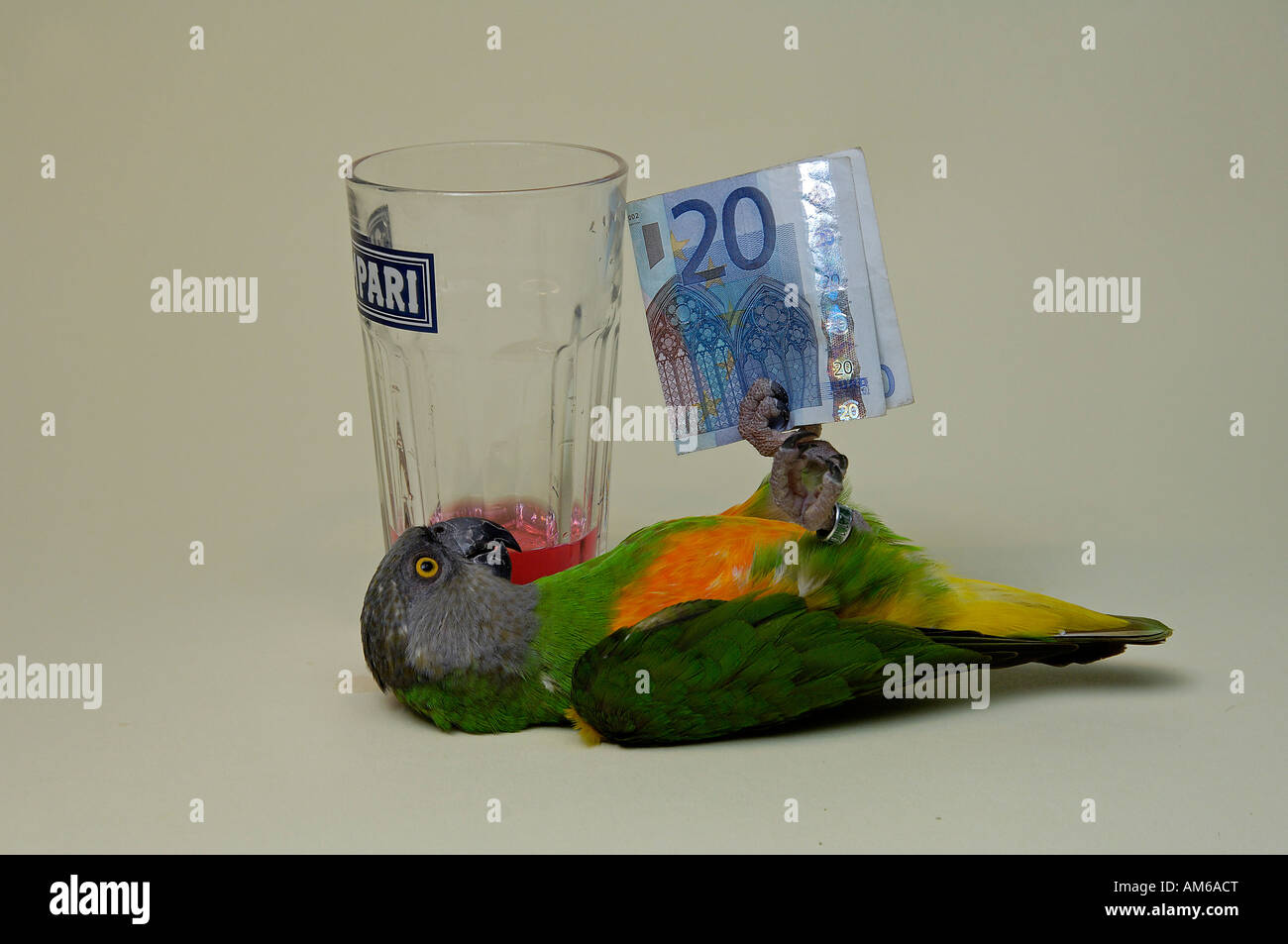 Parrot, Poicephalus senegalus Stock Photo