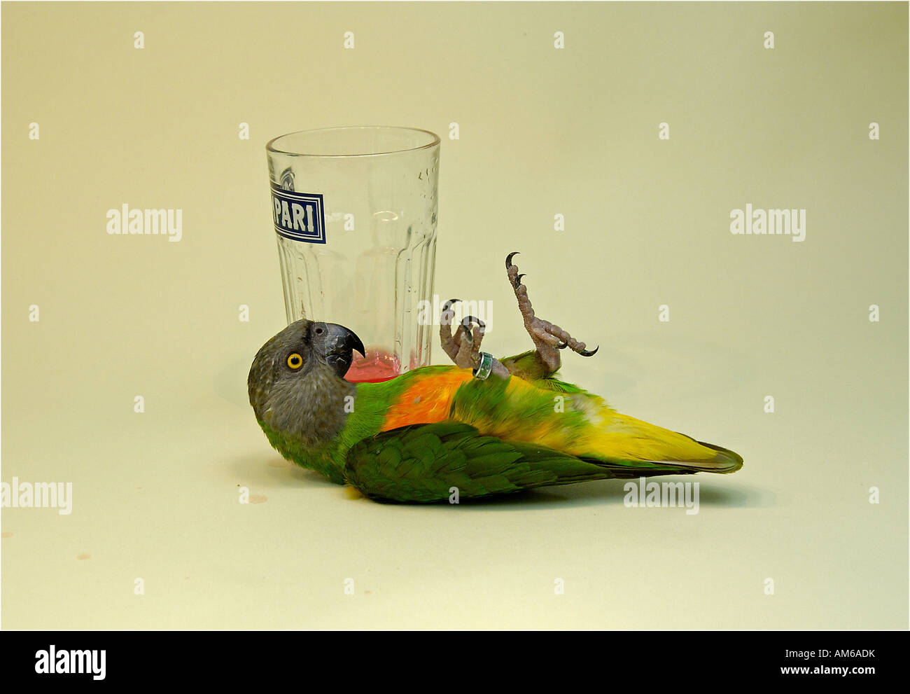 Parrot, Poicephalus senegalus Stock Photo