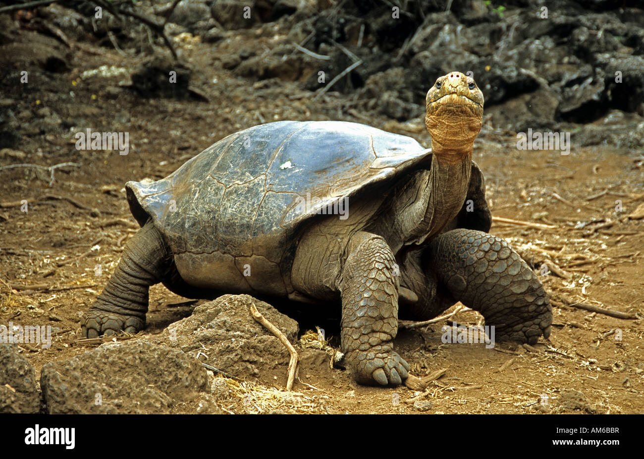 Giant turtle, Geochelone elephantopus, galapagos Stock Photo