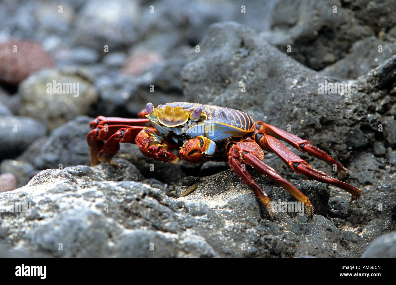 Sally lightfood crab, Grapsus grapsus, Galapagos Stock Photo