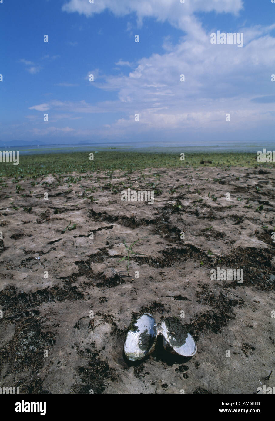 Drought lake Biwa Lake Japan Stock Photo Alamy