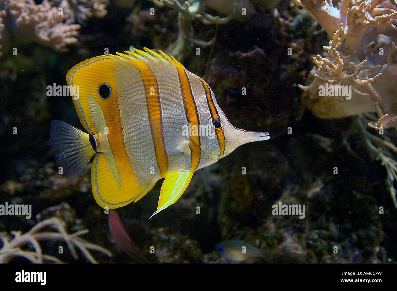 Butterflyfish, Chelmon rostratus Stock Photo