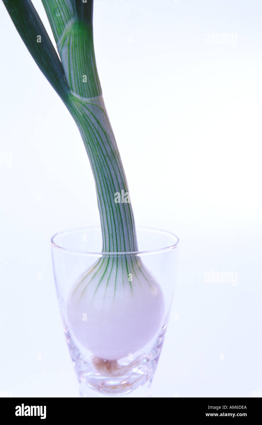 Close Up Spring Onion Roots High Resolution Stock Photography and ...