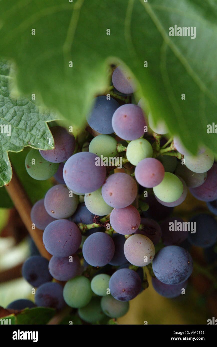 Wine grapes Margaret River Western Australia Stock Photo Alamy