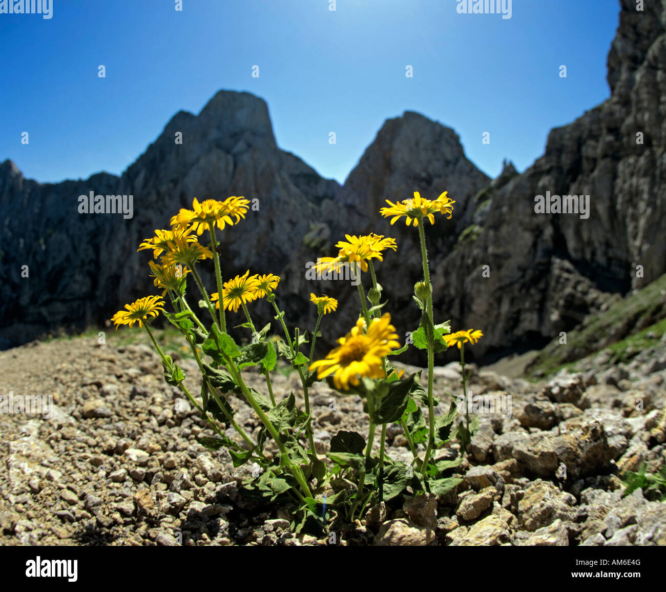 Leopard's bane (Doronicum grandiflorum), Karwendel, Tyrol, Austria Stock Photo