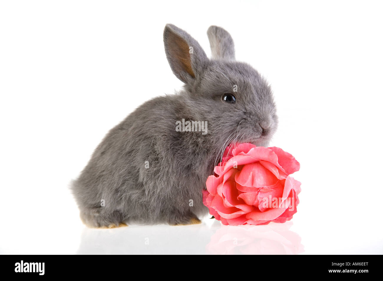 grey bunny and a pink rose Stock Photo - Alamy