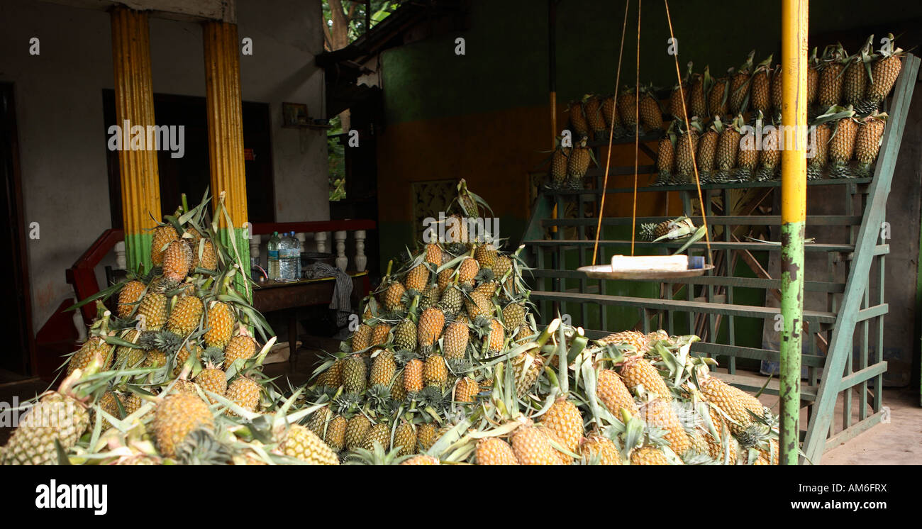 A roadside shop selling pineapples in Sri Lanka Stock Photo Alamy