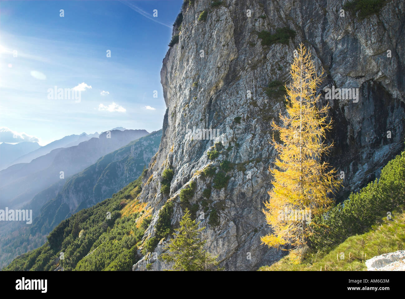 Lone larch tree hi-res stock photography and images - Alamy