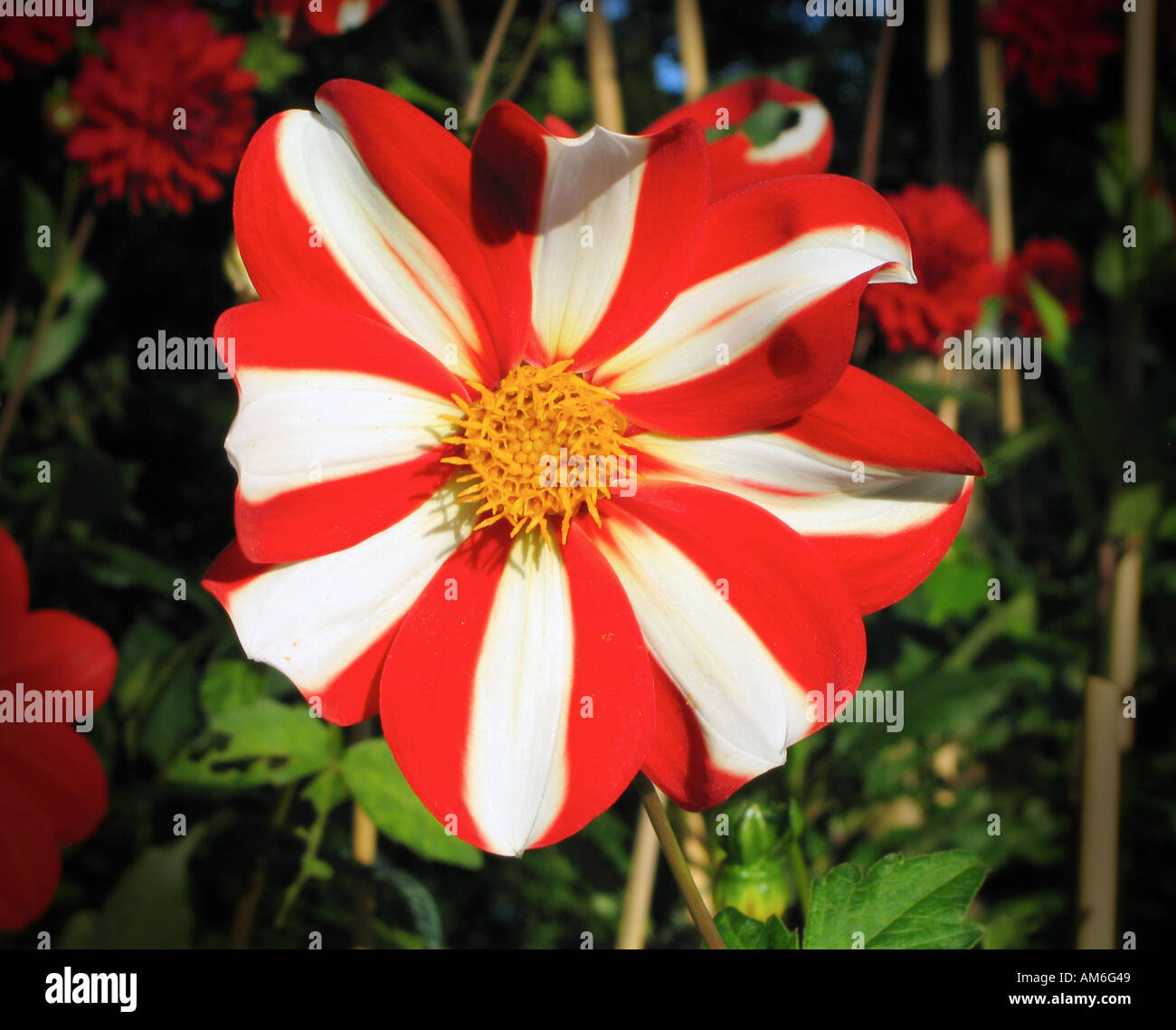Dahlia x hortensis Polkastripe Asteraceae Stock Photo
