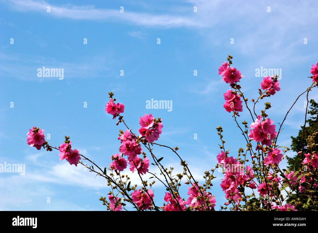 Lavatera Tall Semi Evergreen Subshrub With Distinctive Pink Flowers. Stock Photo