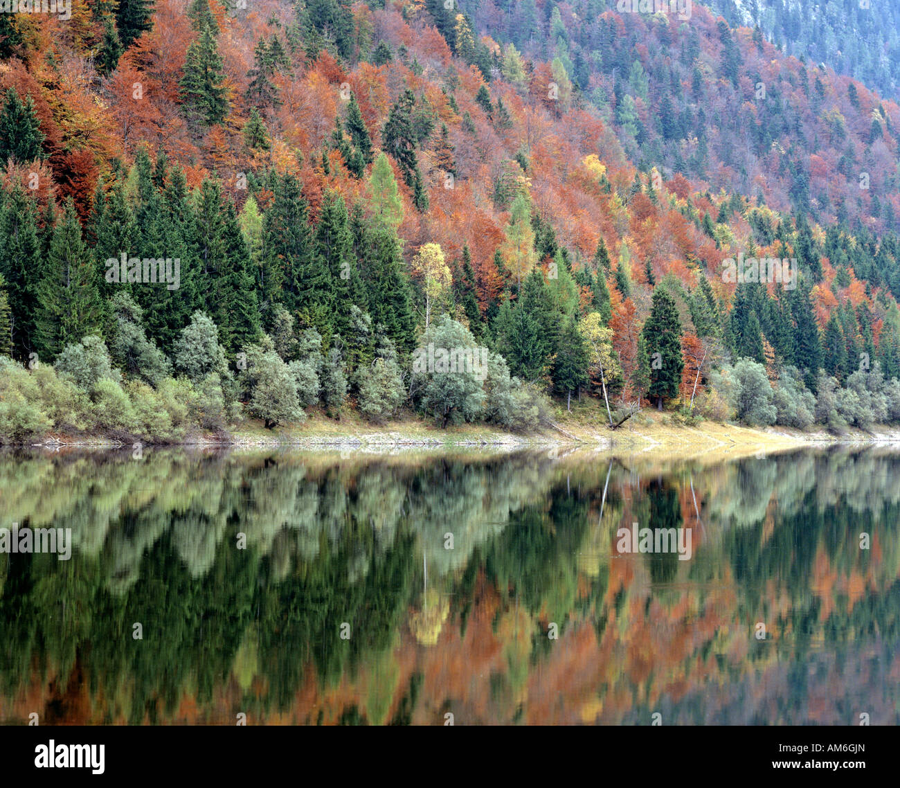 Mountain forest in autumn, Lake Mittersee near Ruhpolding, Chiemgau, Upper Bavaria, Germany Stock Photo