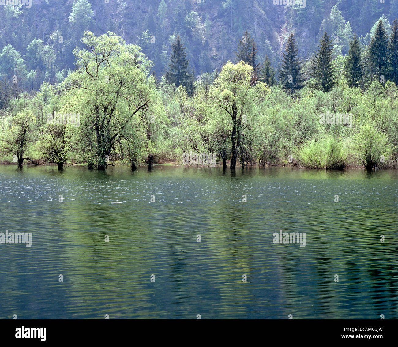 Lakeside forest at Lake Mittersee near Ruhpolding, Chiemgau, Upper Bavaria, Germany Stock Photo