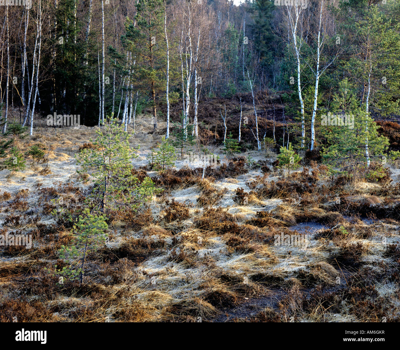 Peat cutting, Pechschnait, Chiemgau, Upper Bavaria, Germany Stock Photo