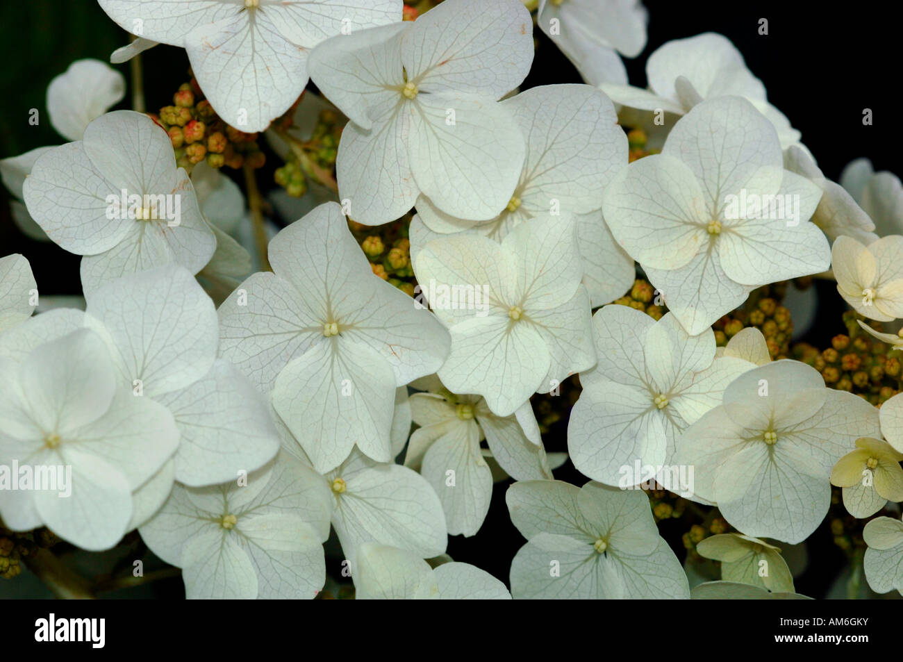 White Oakleaf  Hydrangea Flowers. Stock Photo