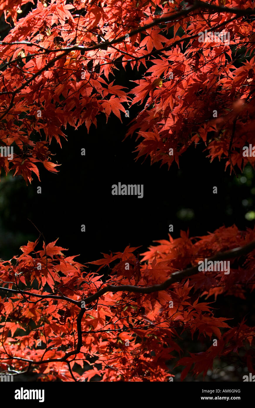 View through colourful acer leaves and branches towards dark background Stock Photo