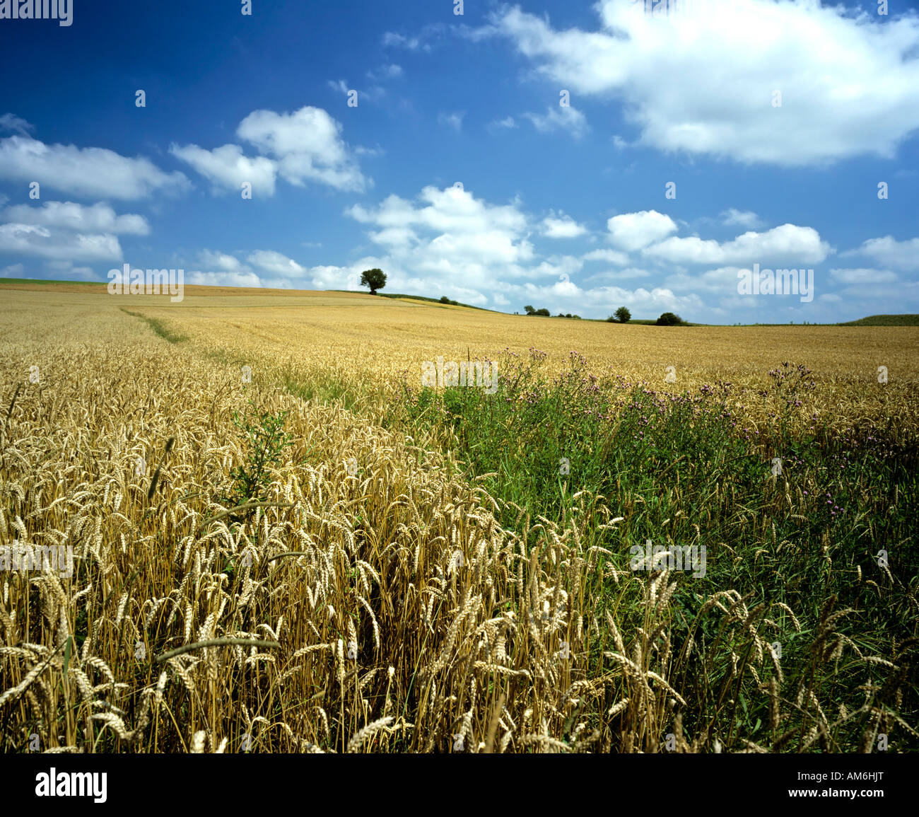 Grainfields near Tengling, Ruperti Corner, Upper Bavaria, Germany Stock ...