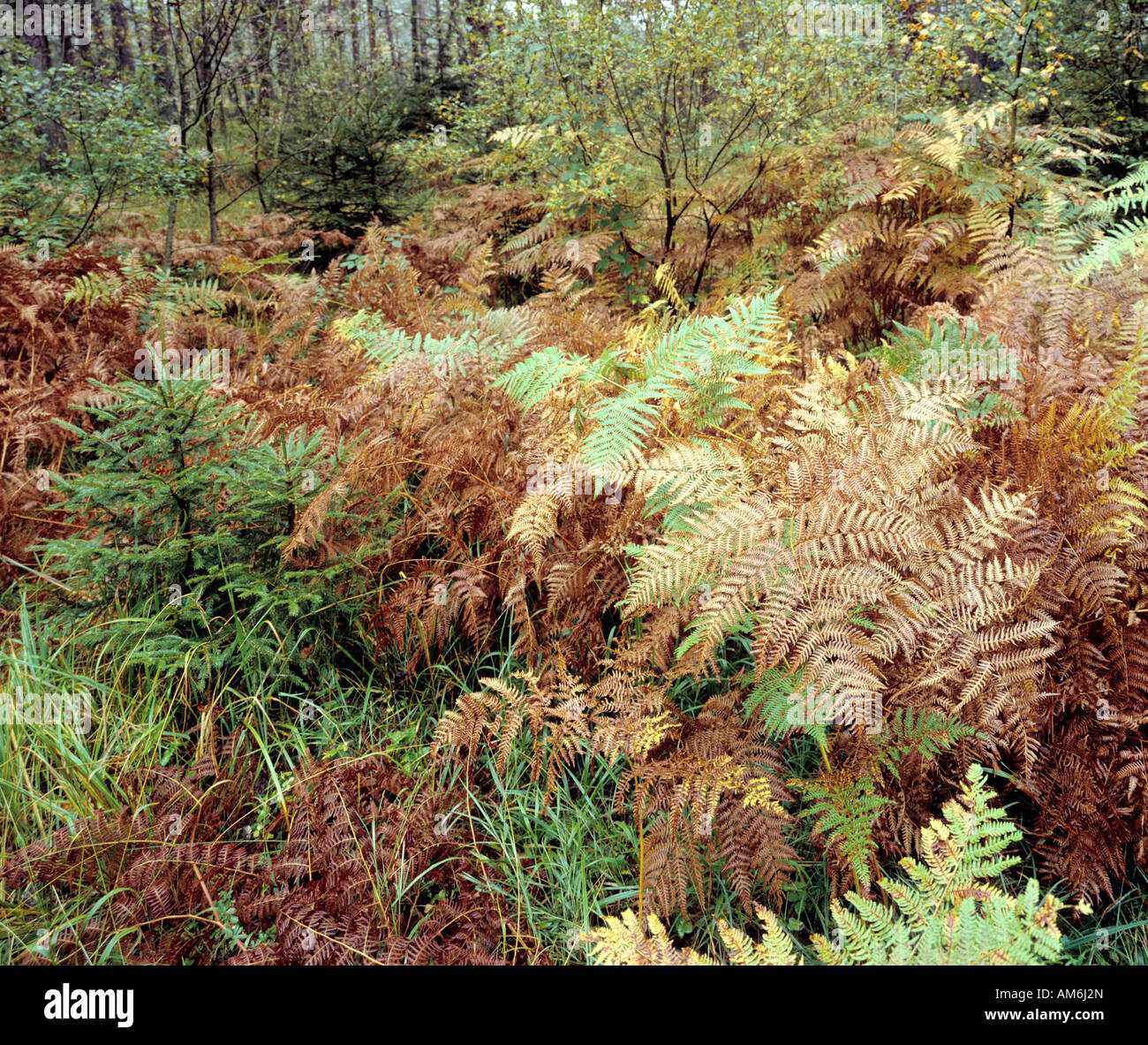 Ferns, autumnal forest soil Stock Photo