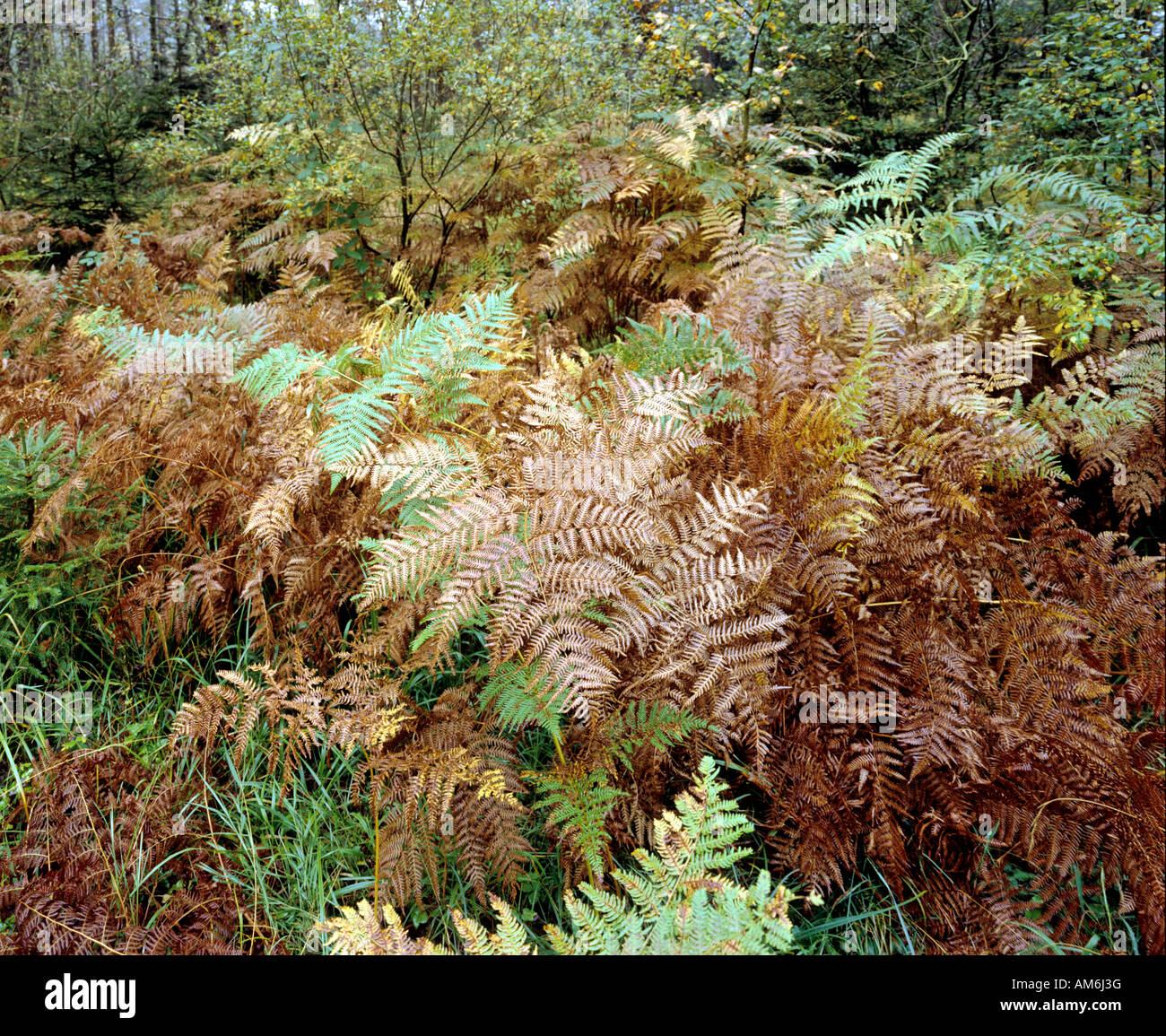 Ferns, autumnal forest soil Stock Photo