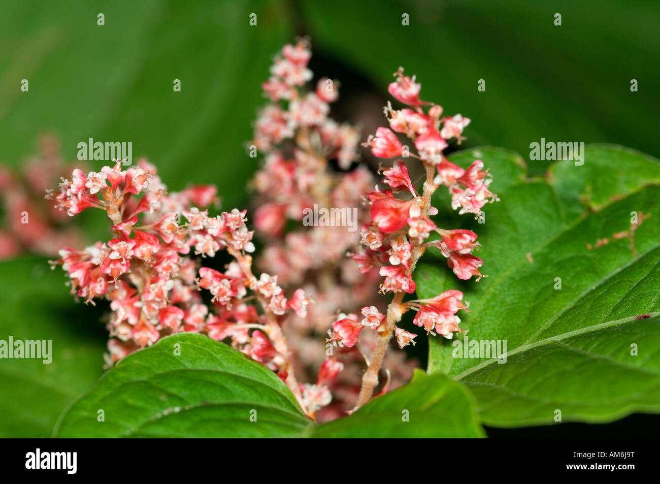 Cluster of small flowers hi-res stock photography and images - Alamy