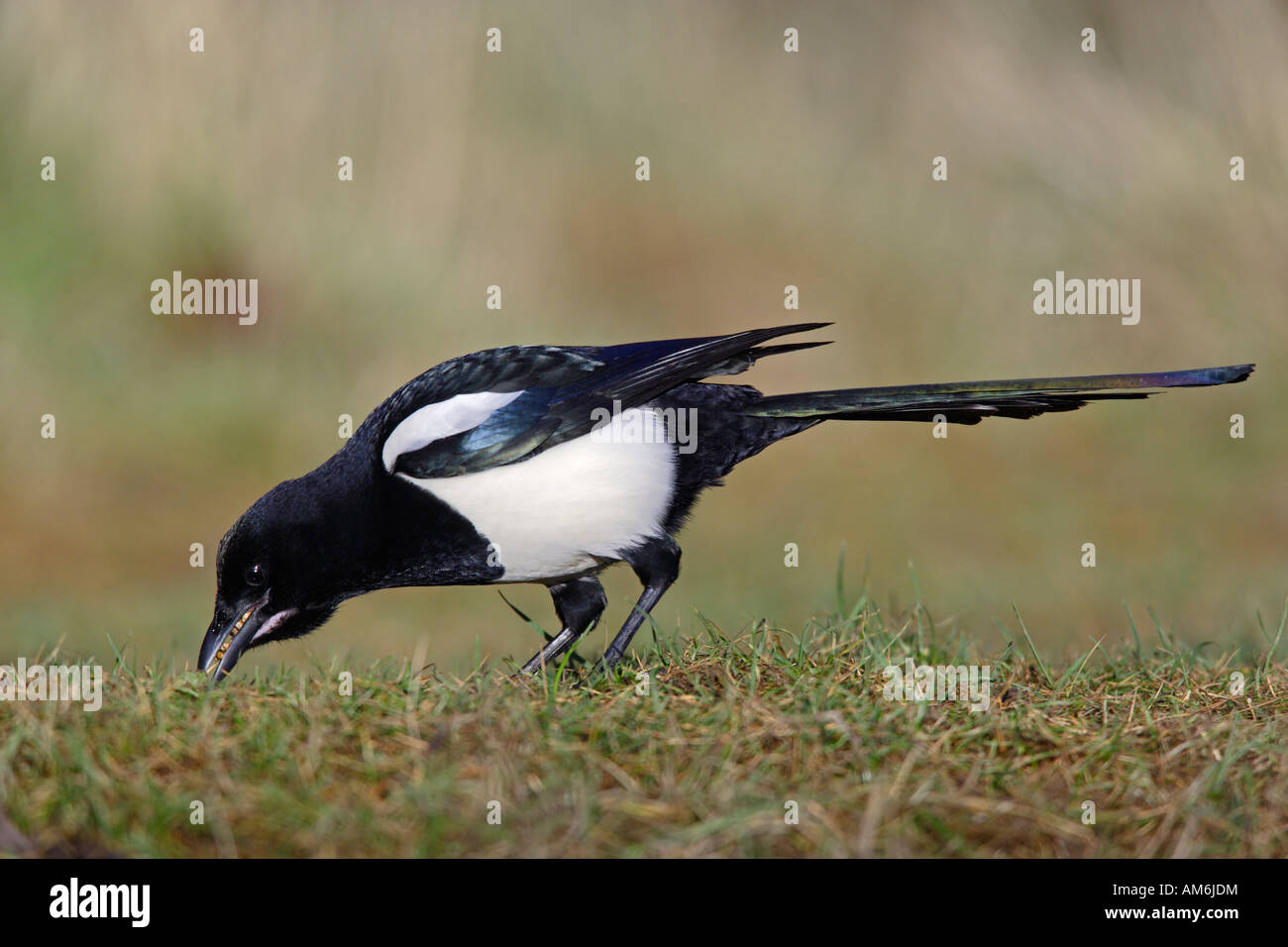 Magpie Pica pica looking alert Potton Bedfordshire Stock Photo