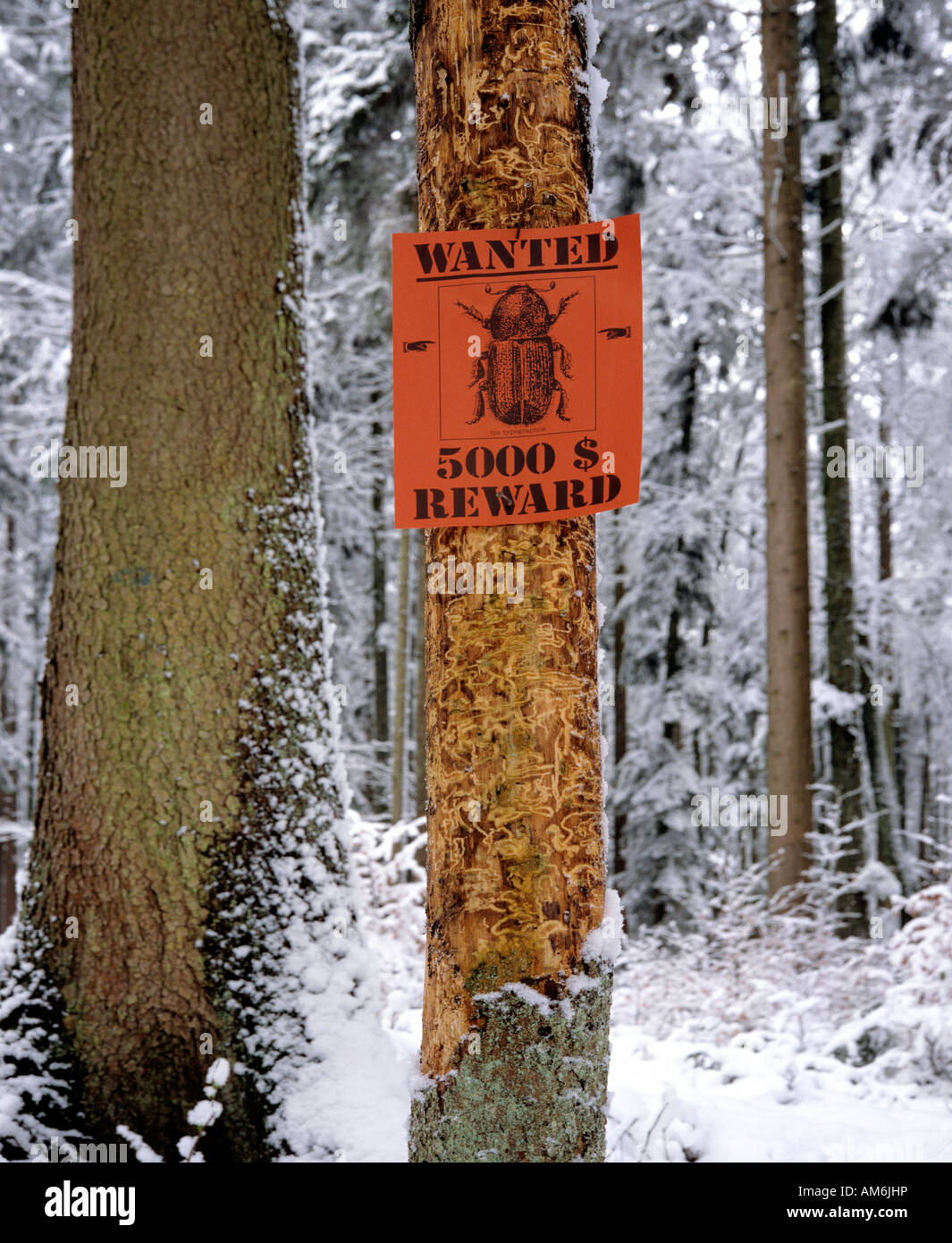 Bark beetle infestation, damaged tree in winter, wanted-sign Stock ...