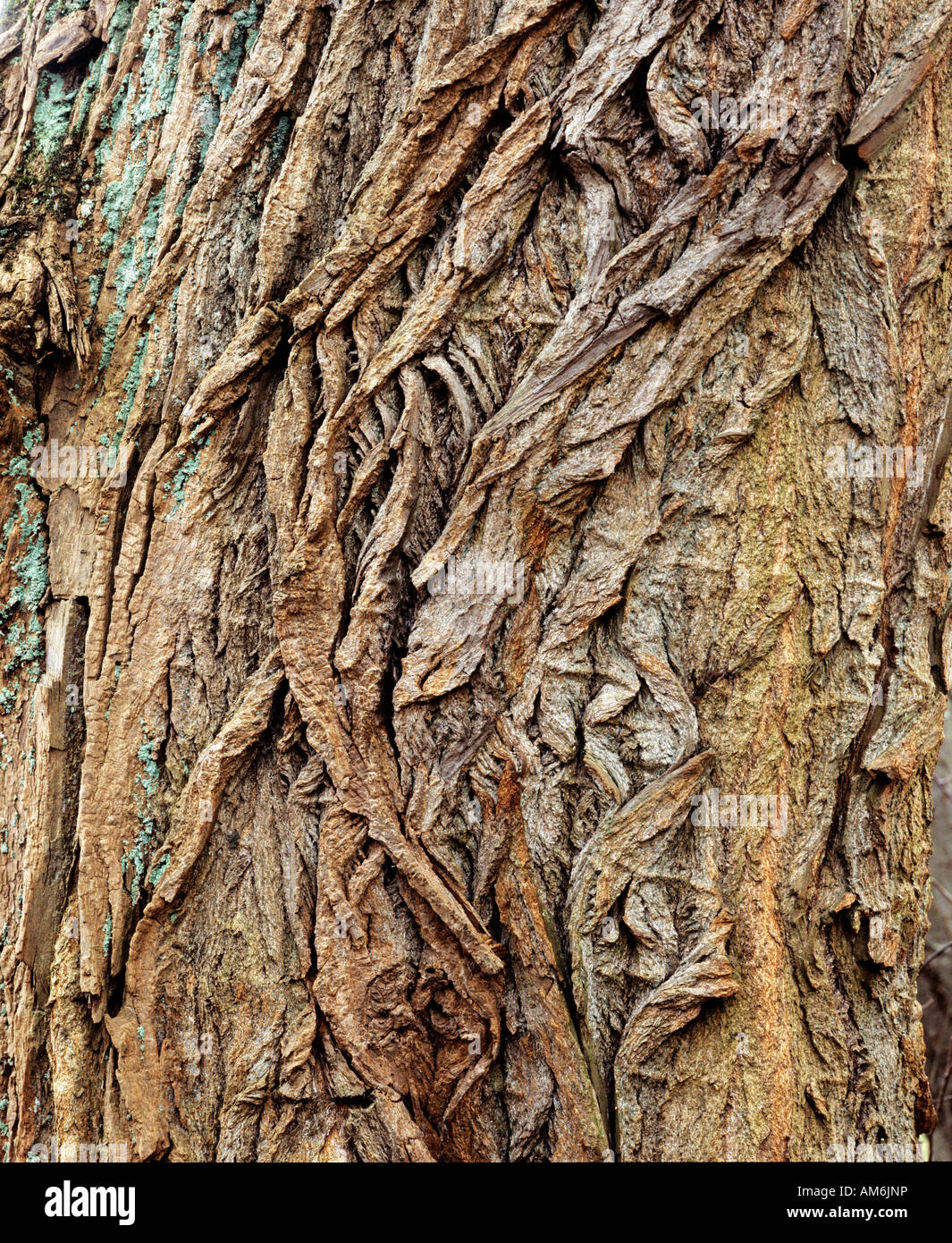 Willow, bark, detail Stock Photo Alamy