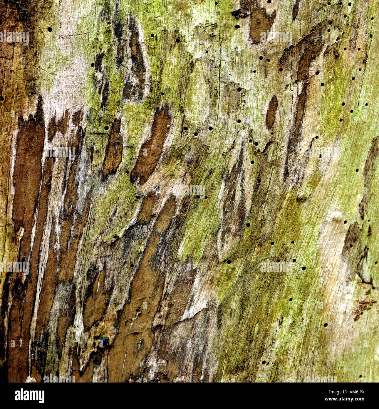 Wooden structure of a tree trunk Stock Photo