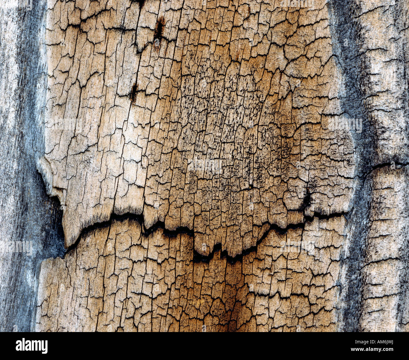 Weathered wooden board Stock Photo