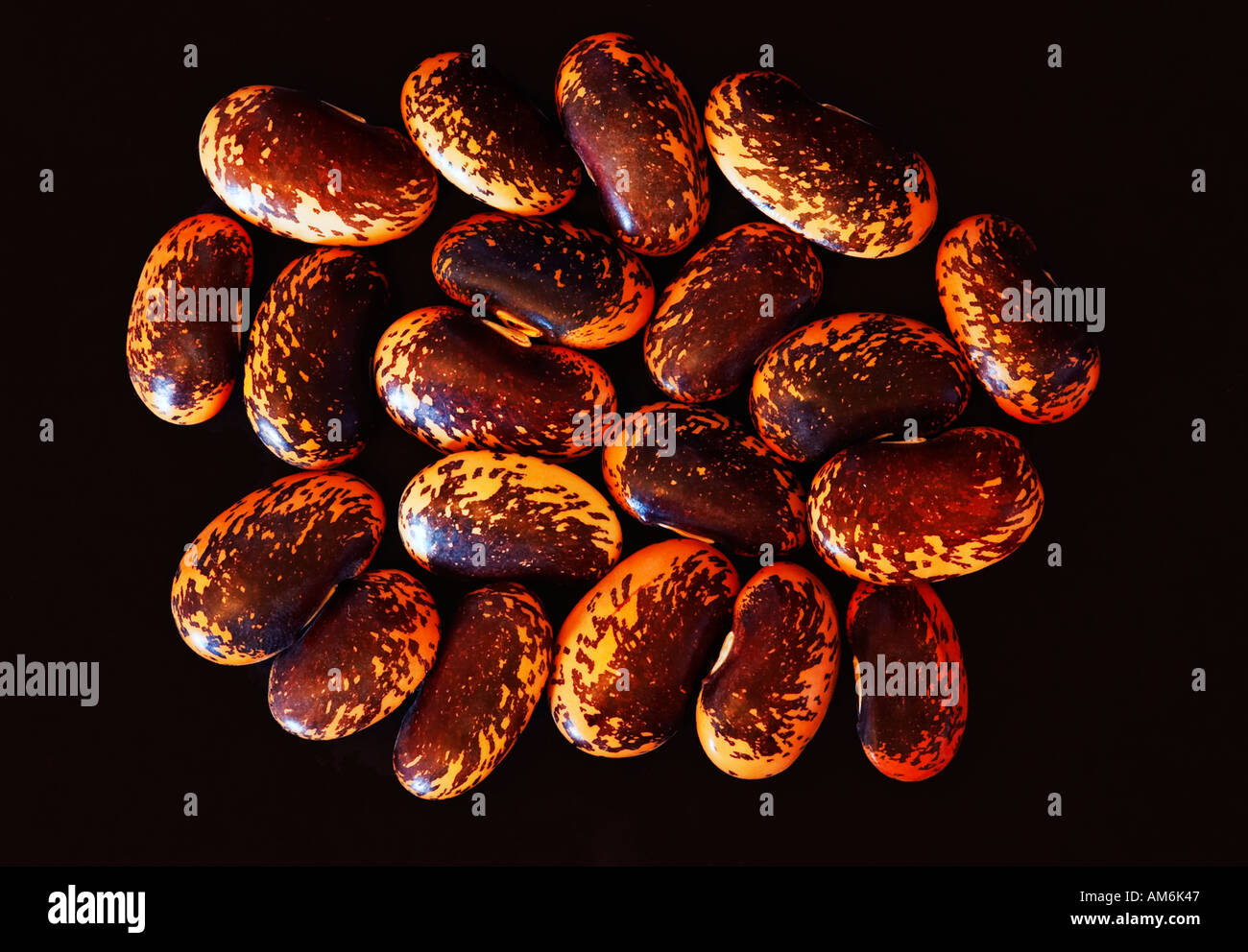 Runner Bean seeds variety Painted Lady Stock Photo Alamy