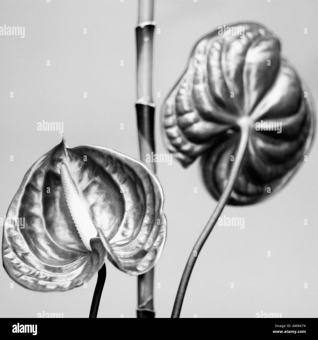 Fresh cut summer flowers Black and White Stock Photos & Images - Alamy